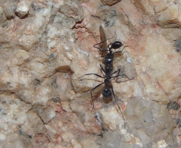 Strano comportamento Aphaenogaster